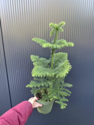 Araucaria heterophylla