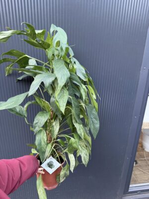 Epipremnum pinnatum baltic blue mint variegata