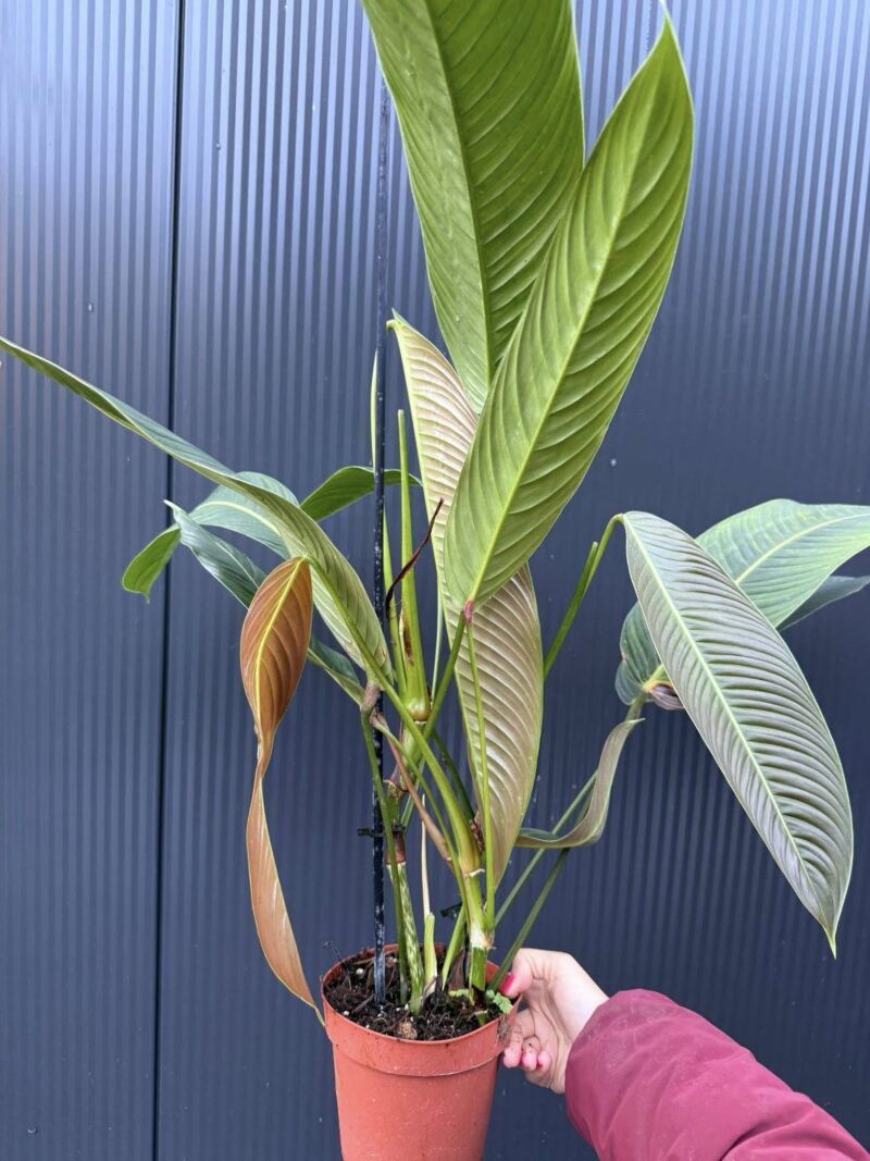 Philodendron Heterocraspedon