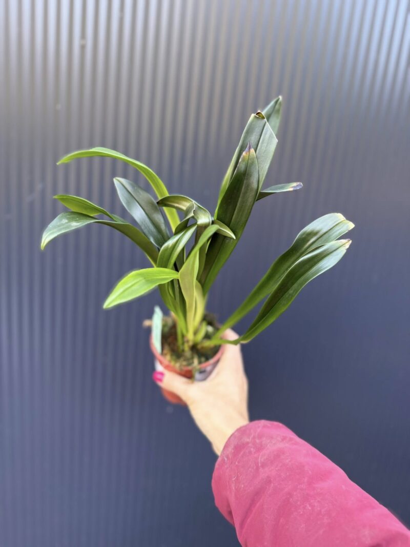 Dracula Gigas – orchidea