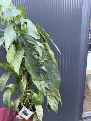 Epipremnum pinnatum baltic blue mint variegata