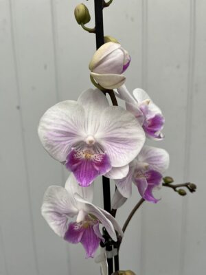 Phalaenopsis Mia | Storczyk