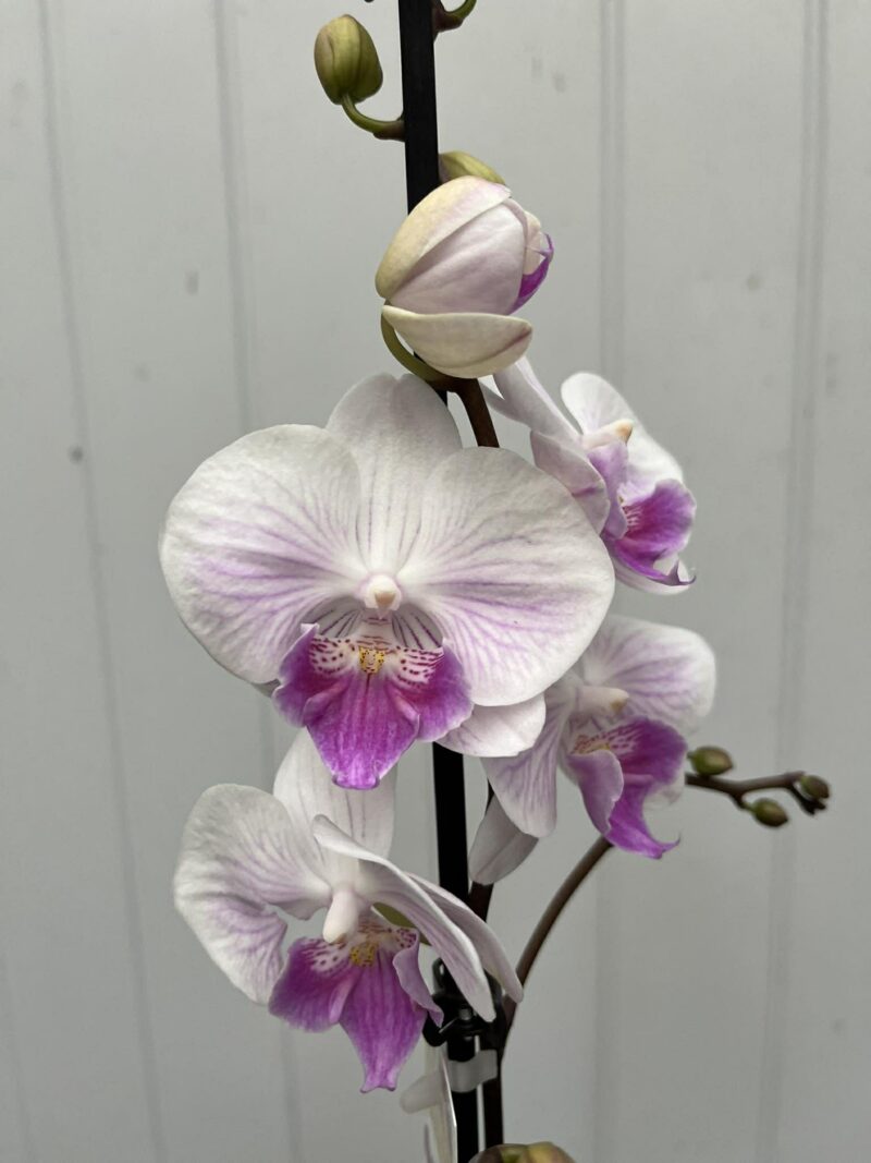 Phalaenopsis Mia | Storczyk