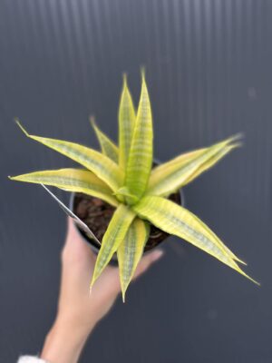 Sansevieria Cordova variegata