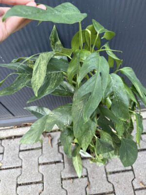 Epipremnum pinnatum baltic blue mint variegata
