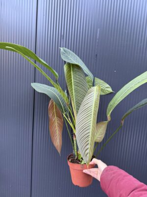 Philodendron Heterocraspedon