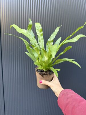 Asplenium Antiquum | Paproć