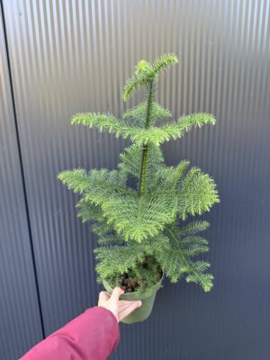 Araucaria heterophylla