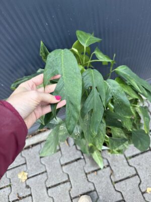 Epipremnum pinnatum baltic blue mint variegata