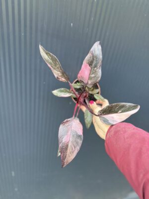 Philodendron Pink Princess Marble