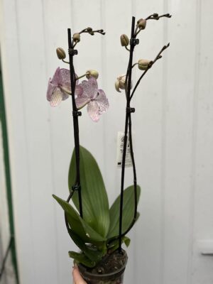 Phalaenopsis Grace | Storczyk