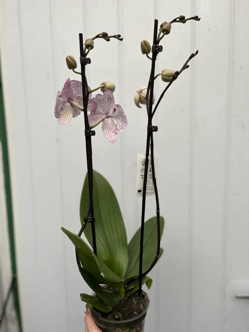 Phalaenopsis Grace | Storczyk