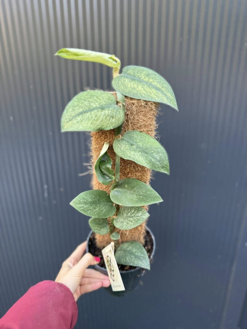 Rhaphidophora Hongkongensis Variegata