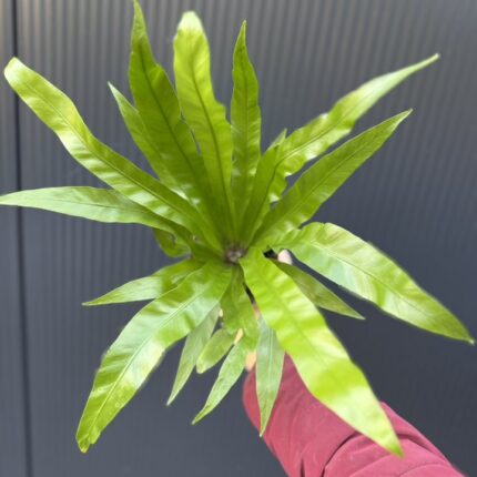 Asplenium Antiquum | Paproć