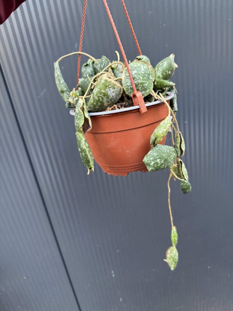 Hoya imbricata
