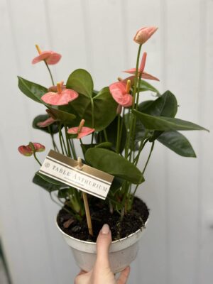 Anthurium andraeanum ‘Spirit Table’