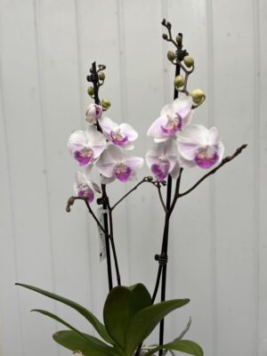 Phalaenopsis Mia | Storczyk