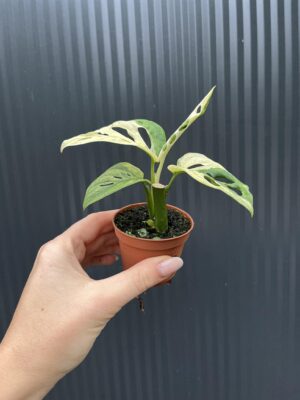 Monstera Adansonii Variegata