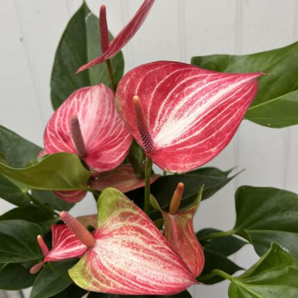 Anthurium andraeanum ‘Livium’