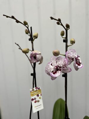 Phalaenopsis Grace | Storczyk