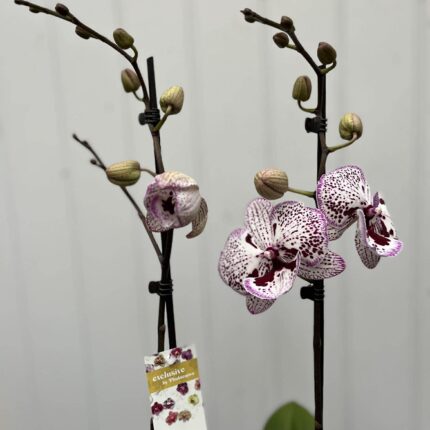 Phalaenopsis Grace | Storczyk