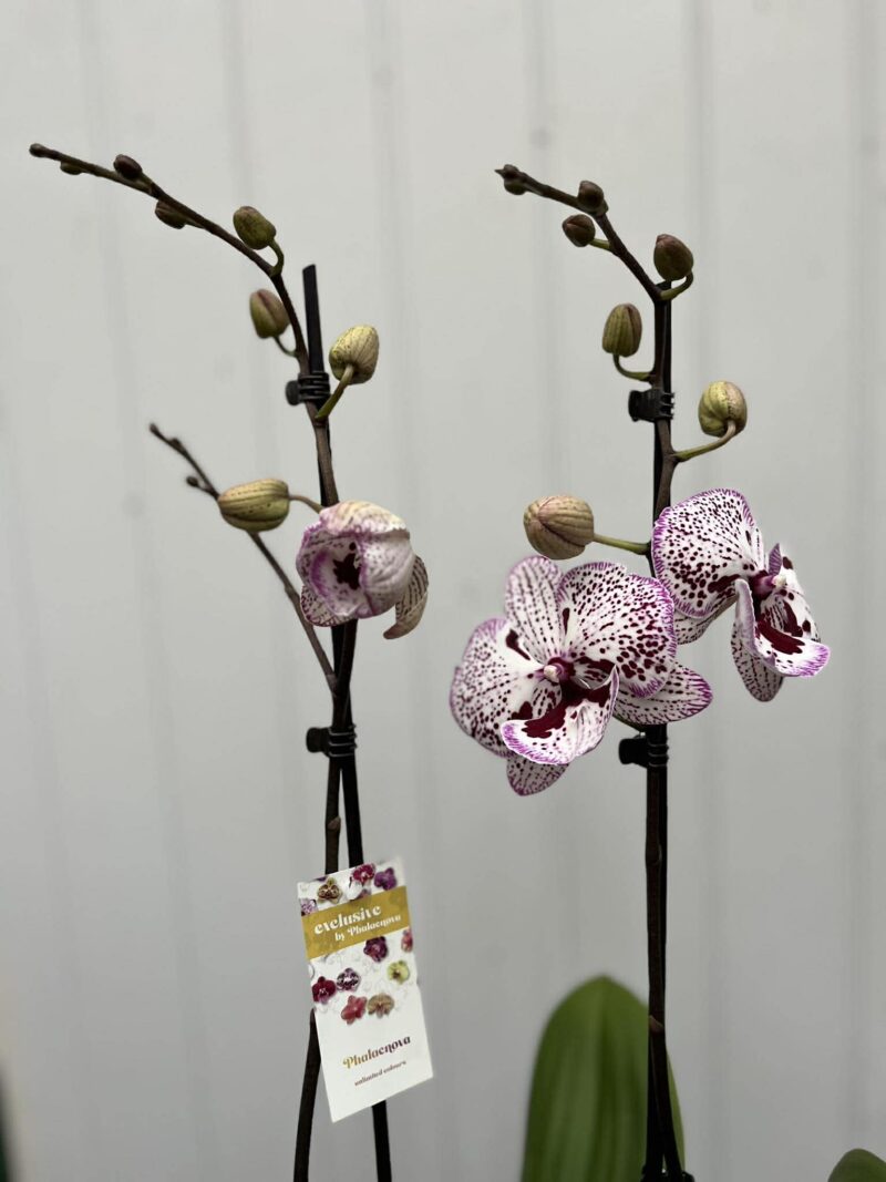 Phalaenopsis Grace | Storczyk