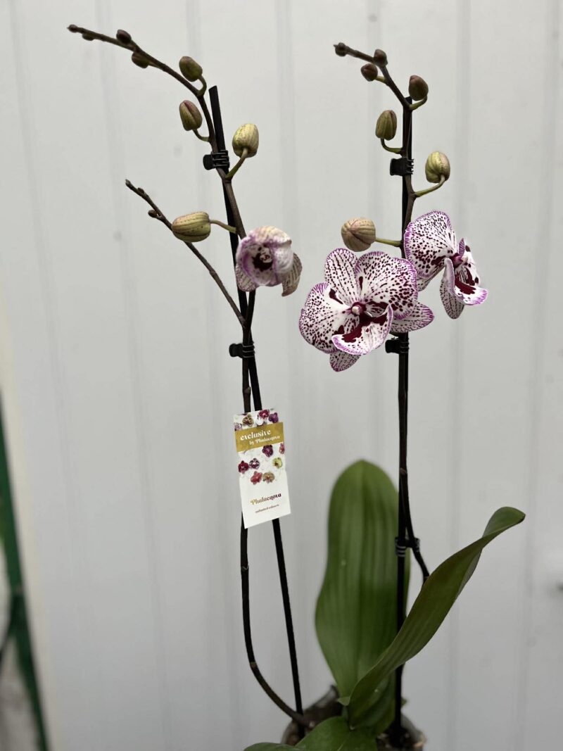 Phalaenopsis Grace | Storczyk