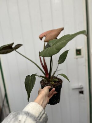 Philodendron Summer Glory
