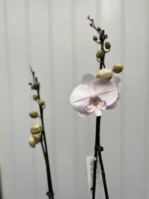 Phalaenopsis Ambon | Storczyk