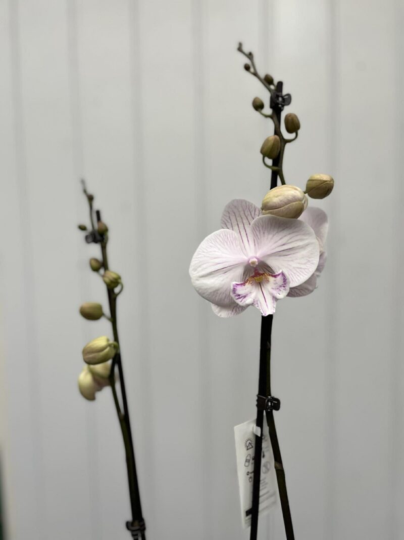 Phalaenopsis Ambon | Storczyk