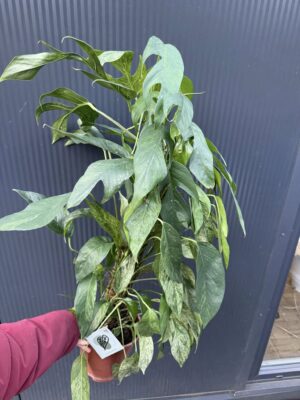 Epipremnum pinnatum baltic blue mint variegata