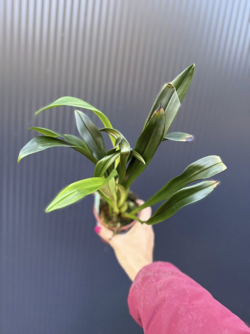 Dracula Gigas – orchidea