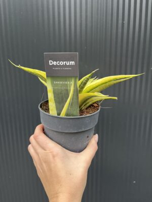Sansevieria Cordova variegata