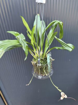 Dracula Diana – orchidea