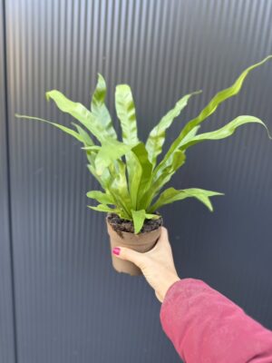 Asplenium Antiquum | Paproć