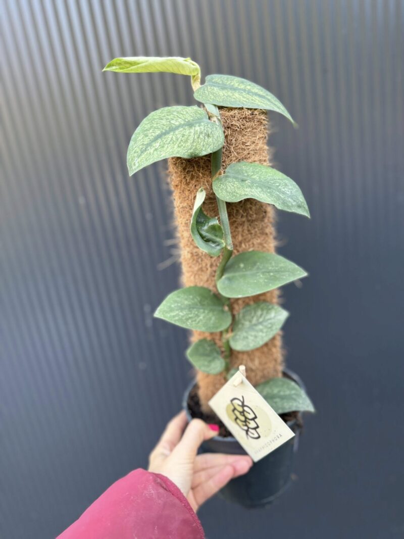 Rhaphidophora Hongkongensis Variegata