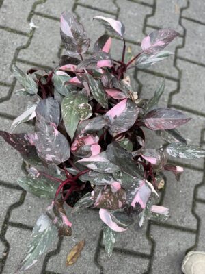 Philodendron Pink Princess Marble