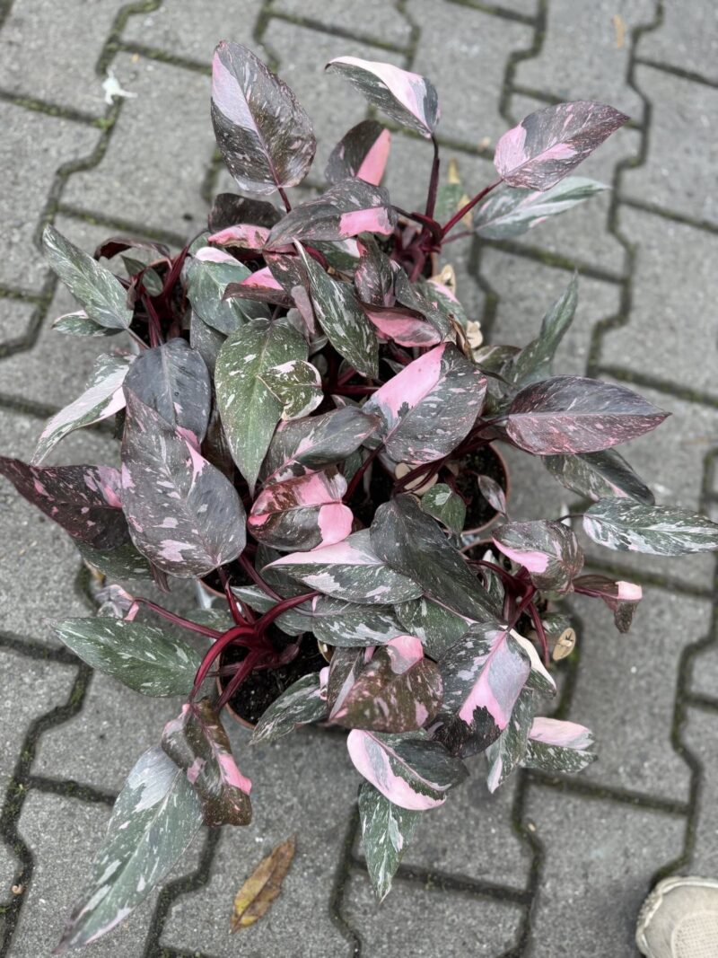 Philodendron Pink Princess Marble
