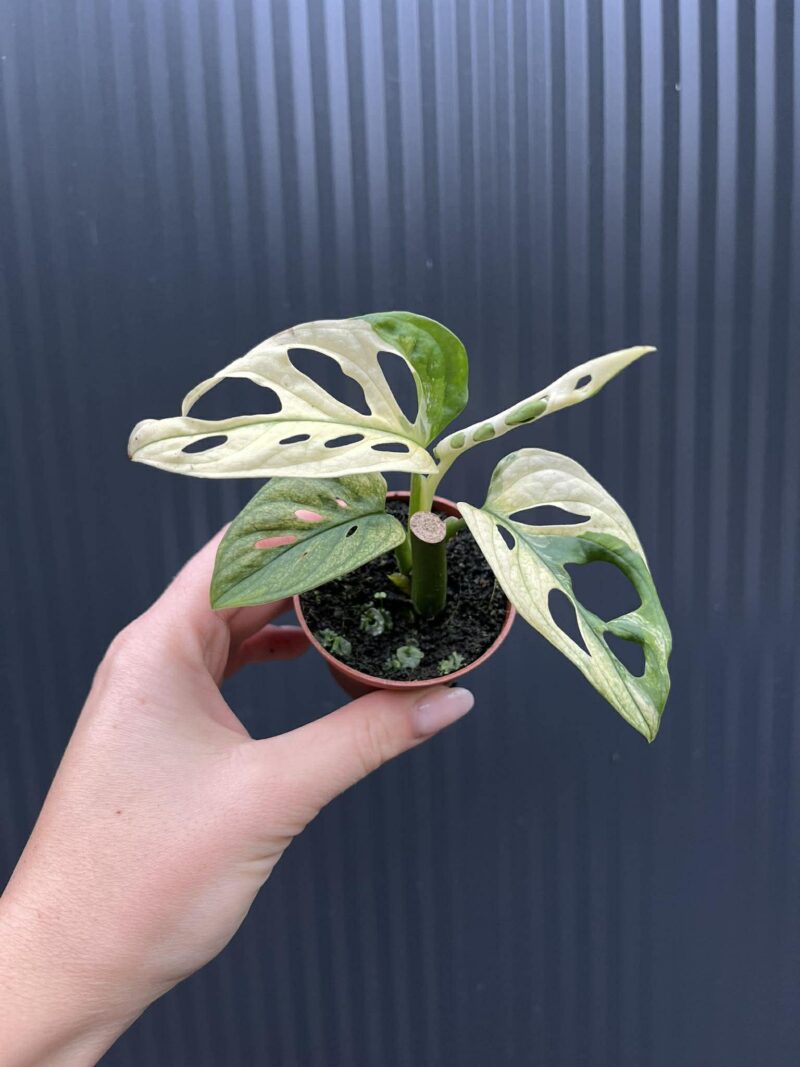 Monstera Adansonii Variegata