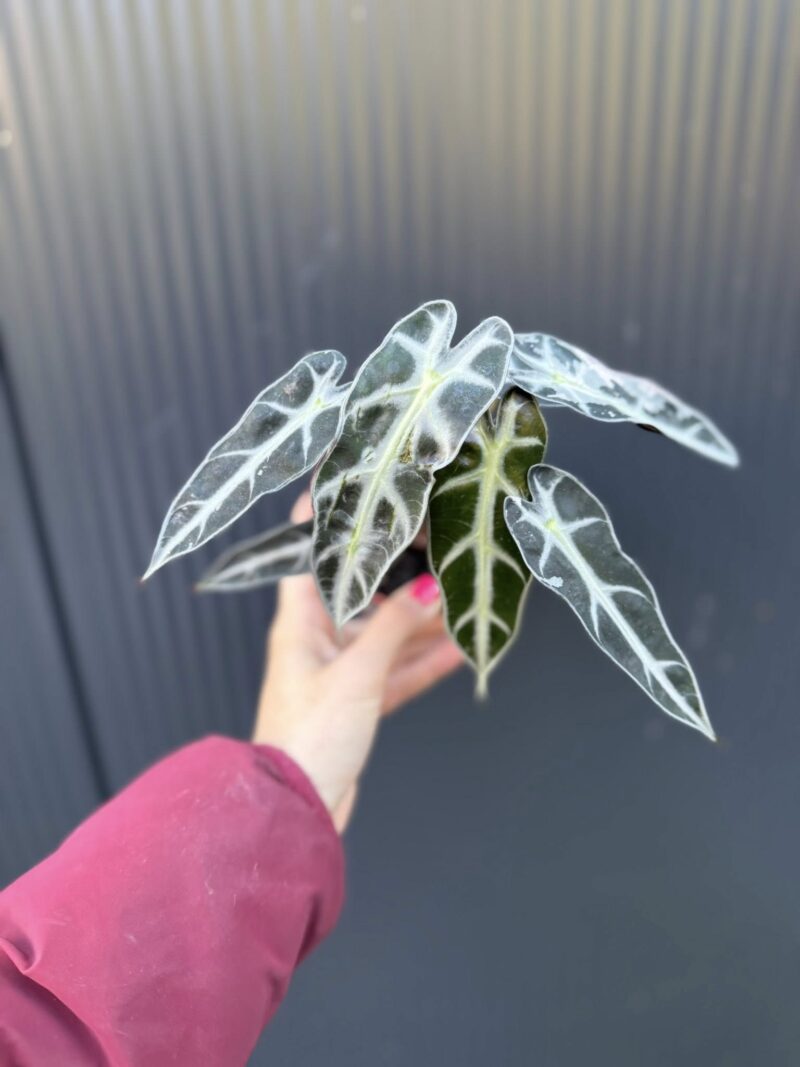 Alocasia Bambino Variegata