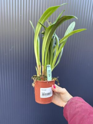 Dracula Gigas – orchidea