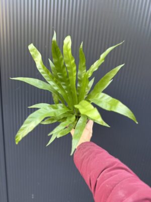 Asplenium Antiquum | Paproć