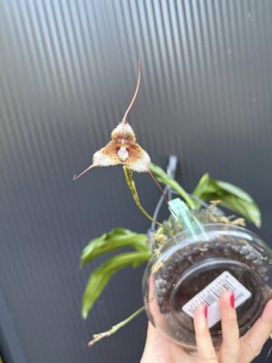 Dracula Diana – orchidea