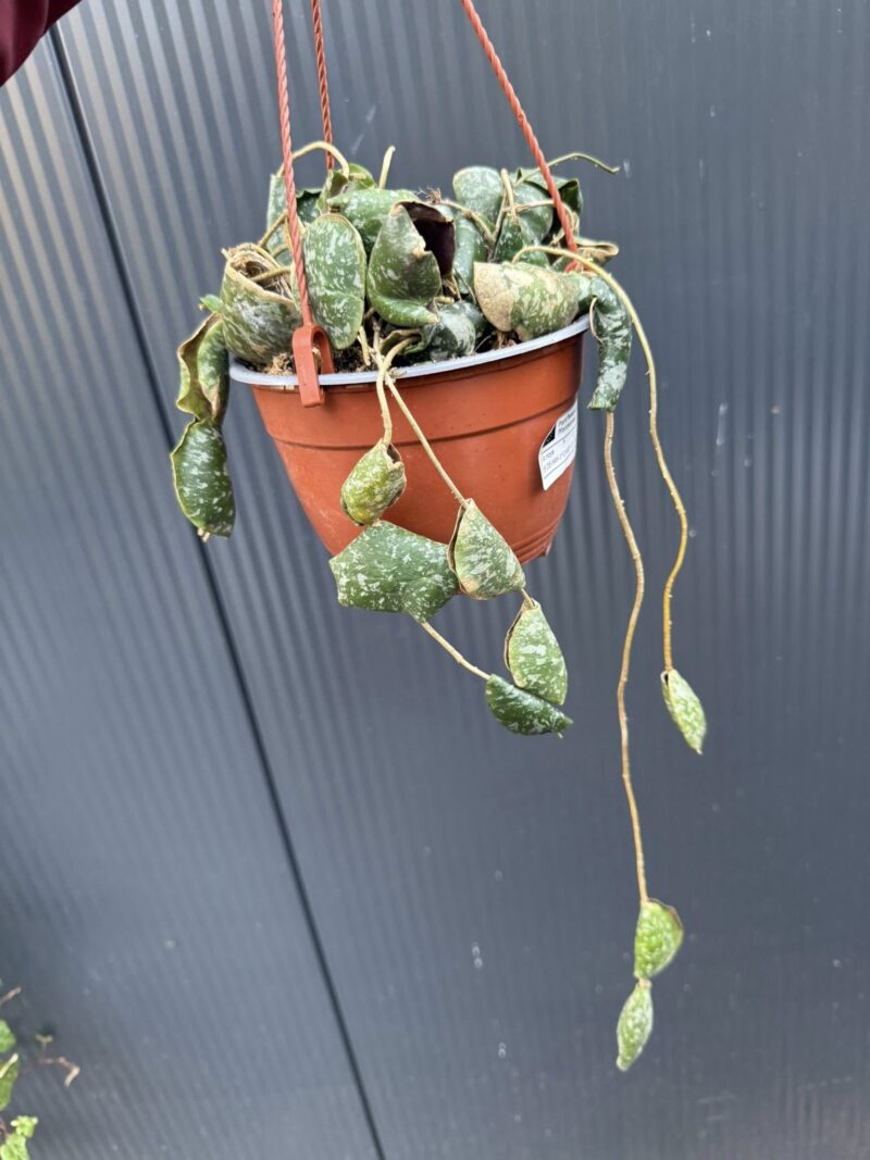Hoya imbricata