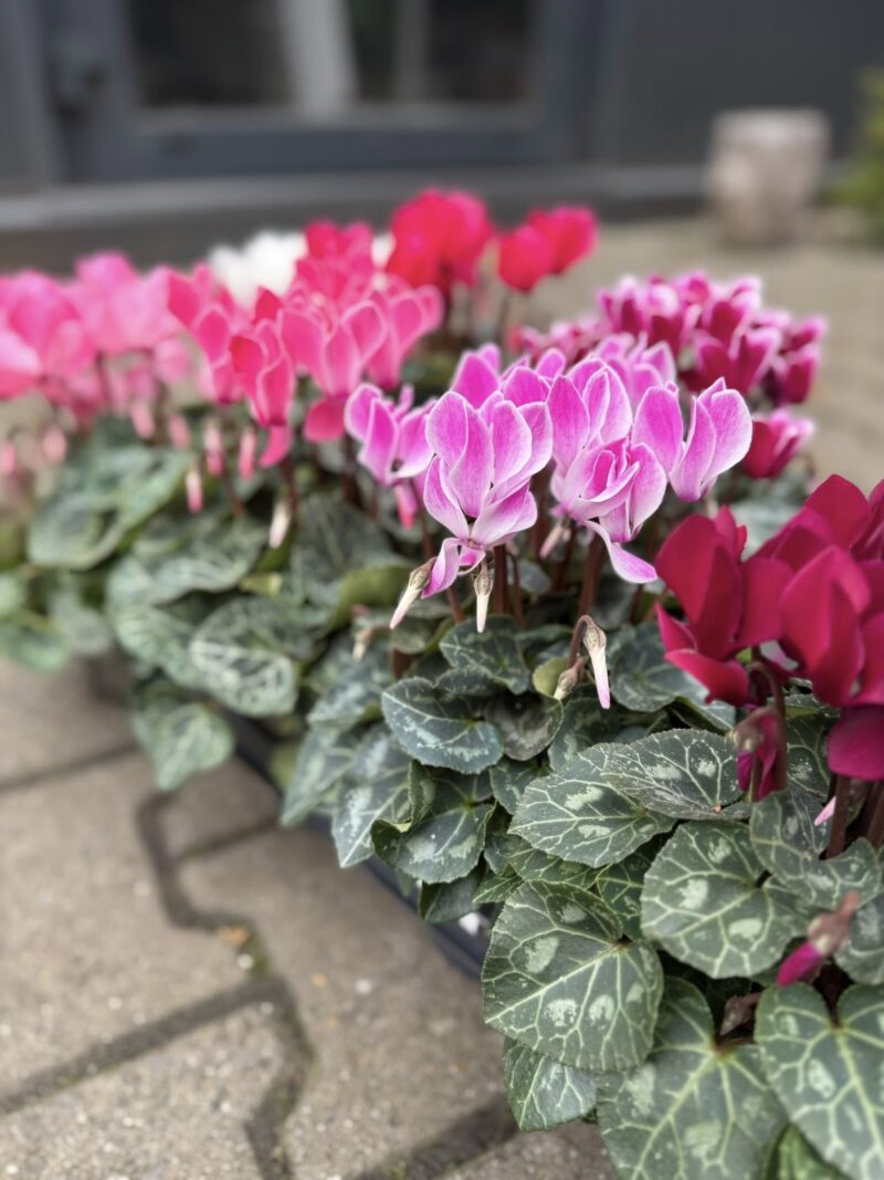 Fiołek Alpejski – Cyklamen