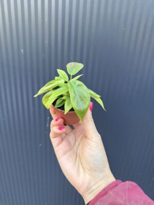 Philodendron Esmeraldense