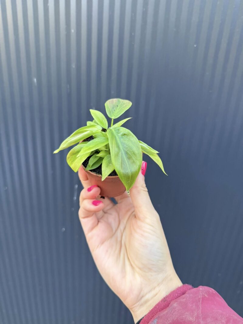 Philodendron Esmeraldense