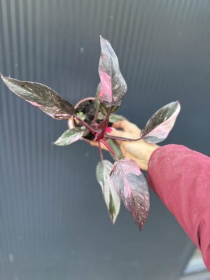 Philodendron Pink Princess Marble