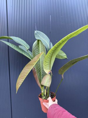 Philodendron Heterocraspedon