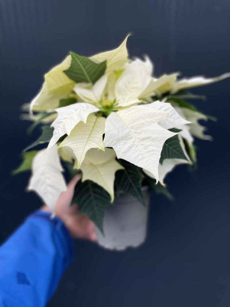 Gwiazda Betlejemska – Biała